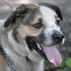 Brady the St. Bernard