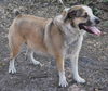 Brady the St. Bernard