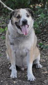 Brady the St. Bernard