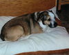 Brady the St. Bernard