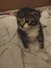 Shortcake the Kitten