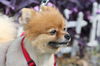 Yappy Pants the Pomeranian