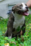 Texas the Terrier