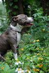 Texas the Terrier