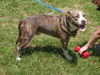Texas the Terrier
