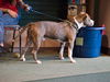 Texas the Terrier