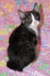 Elaine Benes the Seinfeld Kitten