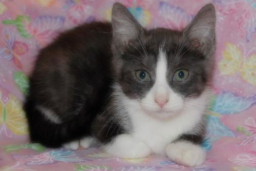 Elaine Benes the Seinfeld Kitten