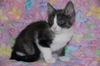 Elaine Benes the Seinfeld Kitten