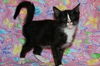 Jerry Seinfeld the Kitten