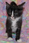 Jerry Seinfeld the Kitten