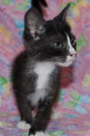 Jerry Seinfeld the Kitten