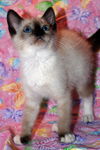 George Costanza the Siamese Seinfeld Kitten