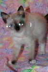 George Costanza the Siamese Seinfeld Kitten