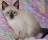 George Costanza the Siamese Seinfeld Kitten