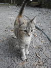 Tigger the Grey Torbie Kitten