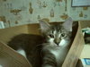 Kevin the Fluffy Kitten