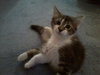 Kevin the Fluffy Kitten