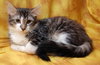 Kevin the Fluffy Kitten