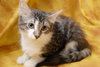 Kevin the Fluffy Kitten