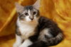Kevin the Fluffy Kitten