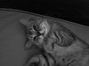 Alyssa the Softest Kitten