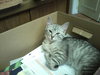 Alyssa the Softest Kitten