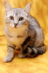Alyssa the Softest Kitten