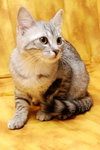 Alyssa the Softest Kitten