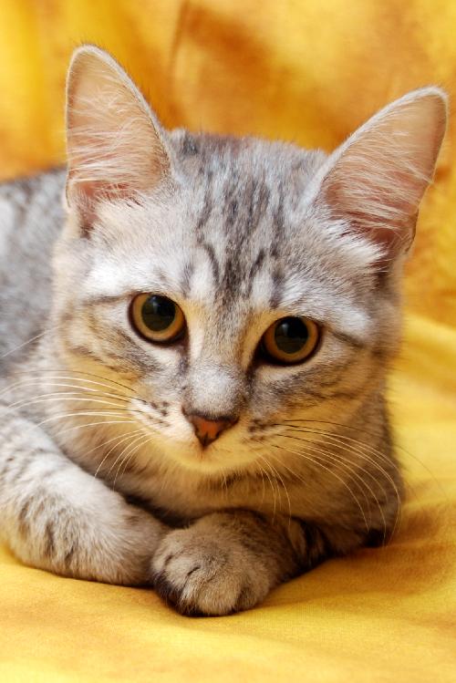 Alyssa the Softest Kitten