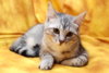 Alyssa the Softest Kitten
