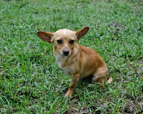 Fay the Three legged Chihuahua's Web Page