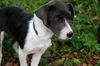 Olisa the Survior Puppy