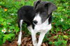 Olisa the Survior Puppy