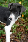 Olisa the Survior Puppy