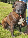 Major H the Plott Hound