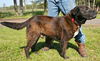 Major H the Plott Hound