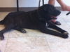 Major H the Plott Hound