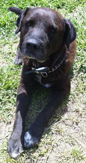 Major H the Plott Hound