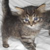 Skeeter the Silly but Charming Kitten