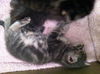 Skeeter the Silly but Charming Kitten