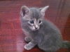 Skeeter the Silly but Charming Kitten