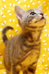 Skeeter the Silly but Charming Kitten