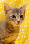 Skeeter the Silly but Charming Kitten
