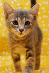 Skeeter the Silly but Charming Kitten