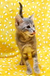 Skeeter the Silly but Charming Kitten