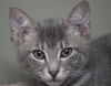 Skeeter the Silly but Charming Kitten
