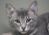 Skeeter the Silly but Charming Kitten