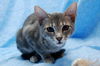 Skeeter the Silly but Charming Kitten