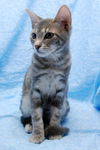 Skeeter the Silly but Charming Kitten